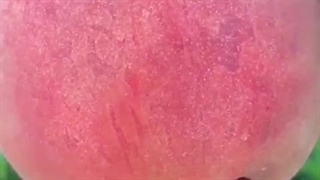 نهال هلو خونی پالیز نهال