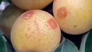 باردهی نهال گلابی پرتقالی