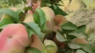 هلو انجیری زعفرانی