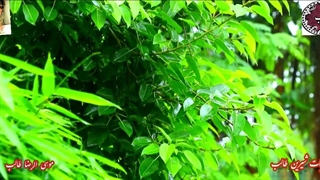 بازی عاشقانه| غزلیات کمان ابرو| شعر شورانگیز طواف عشق از طالب اردبیلی با صدای لیلا باقری