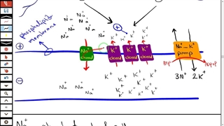 تدریس زیست شناسی آیمت-imat-فیزیولوژی اعصاب-پیام عصبی-کانال ها-نورون ها-