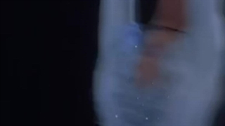 کراش جدیدم: استعدا و مهارتش>>>>>>