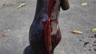 زالودرمانی پای اسب |صنعت زالو ایران