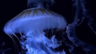 ...Blue ( تقدیم به قشنگ ترینم فندوق ^~^)