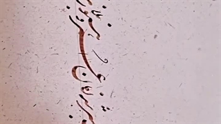 آموزشگاه خوشنویسی چلیپا نگار مشهد