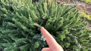 رزماری مجنون زرگیاه بسیار زیبا در لنداسکیپ