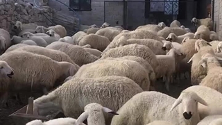 محلق شدن بره ها به مادران خود برای شیر خوردن