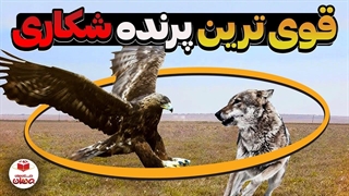 عقاب خالدار: این عقاب برای زنده موندن در حال جنگ با آدماست!