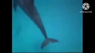 Real mermaids Atlantis Human faced fish mermaid PT3 Low Pitch