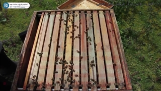 "ابزارهای زنبورداری: راهنمای جامع برای زنبورداران مبتدی - پارت اول"