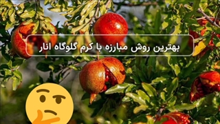 سم قارچ انار بادرام تاج ( badramtaj ) ، اولین سم برای کرم انار در ایران